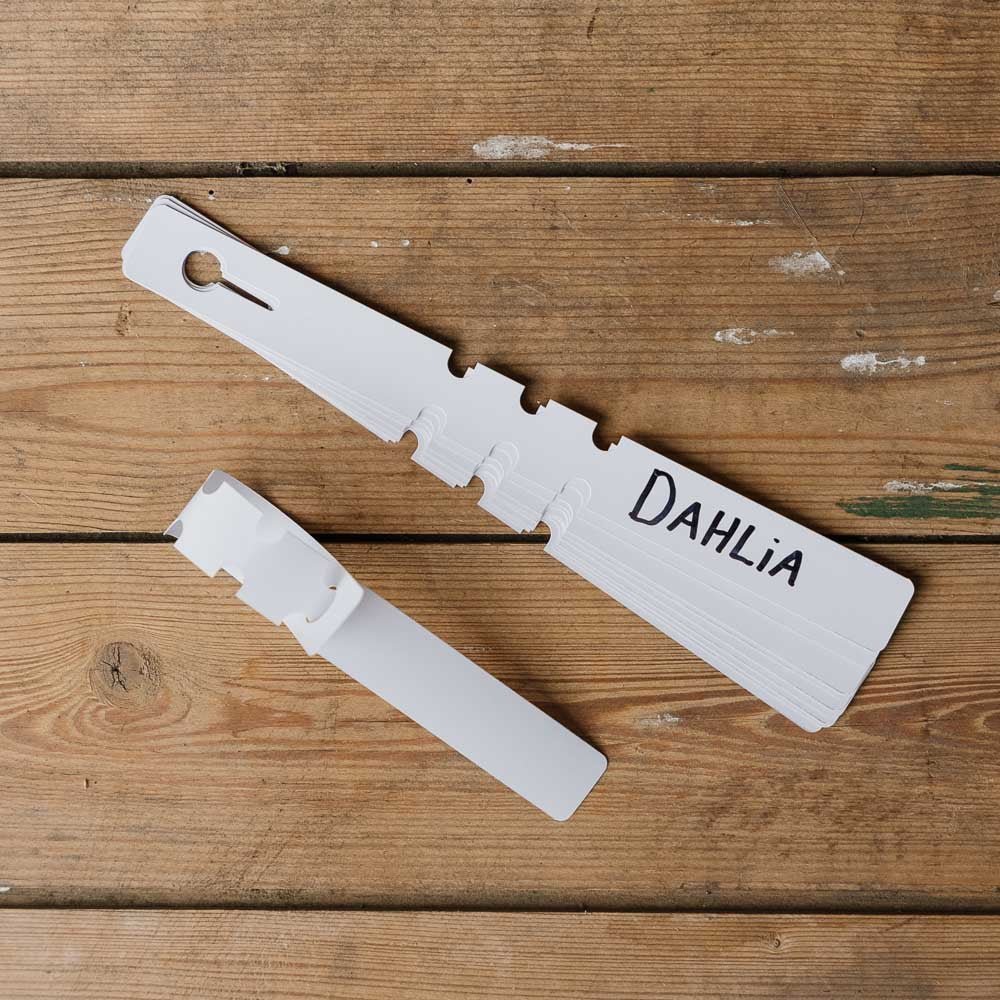 Daalia tarrat, 10 kpl