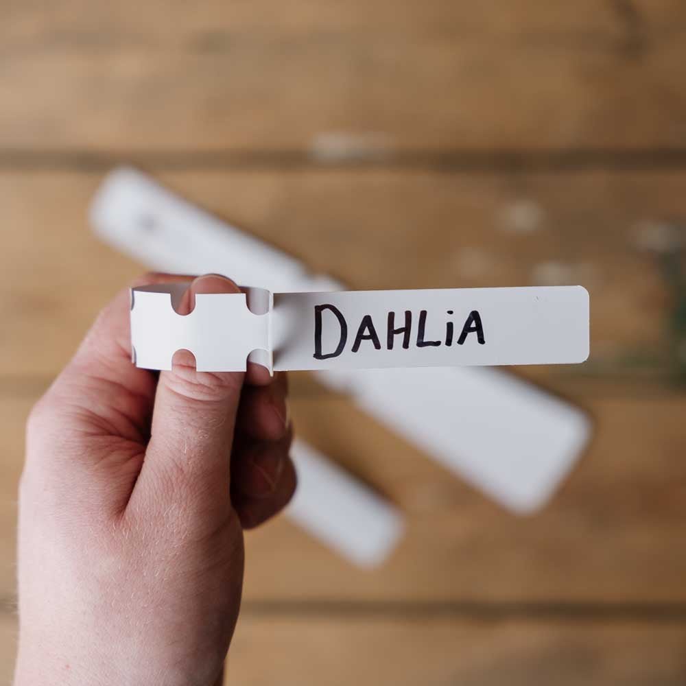 Daalia tarrat, 10 kpl