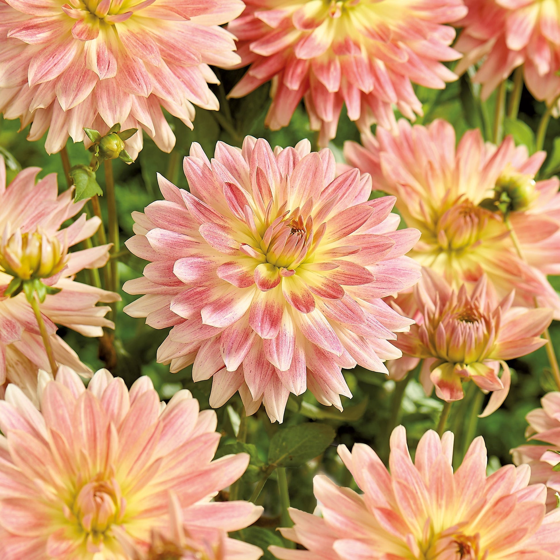 Daalia 'Tropical Sunset'