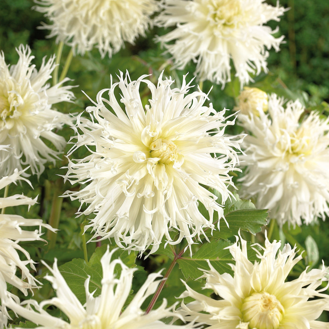 Daalia 'Tsuki - yori - no - shisha'