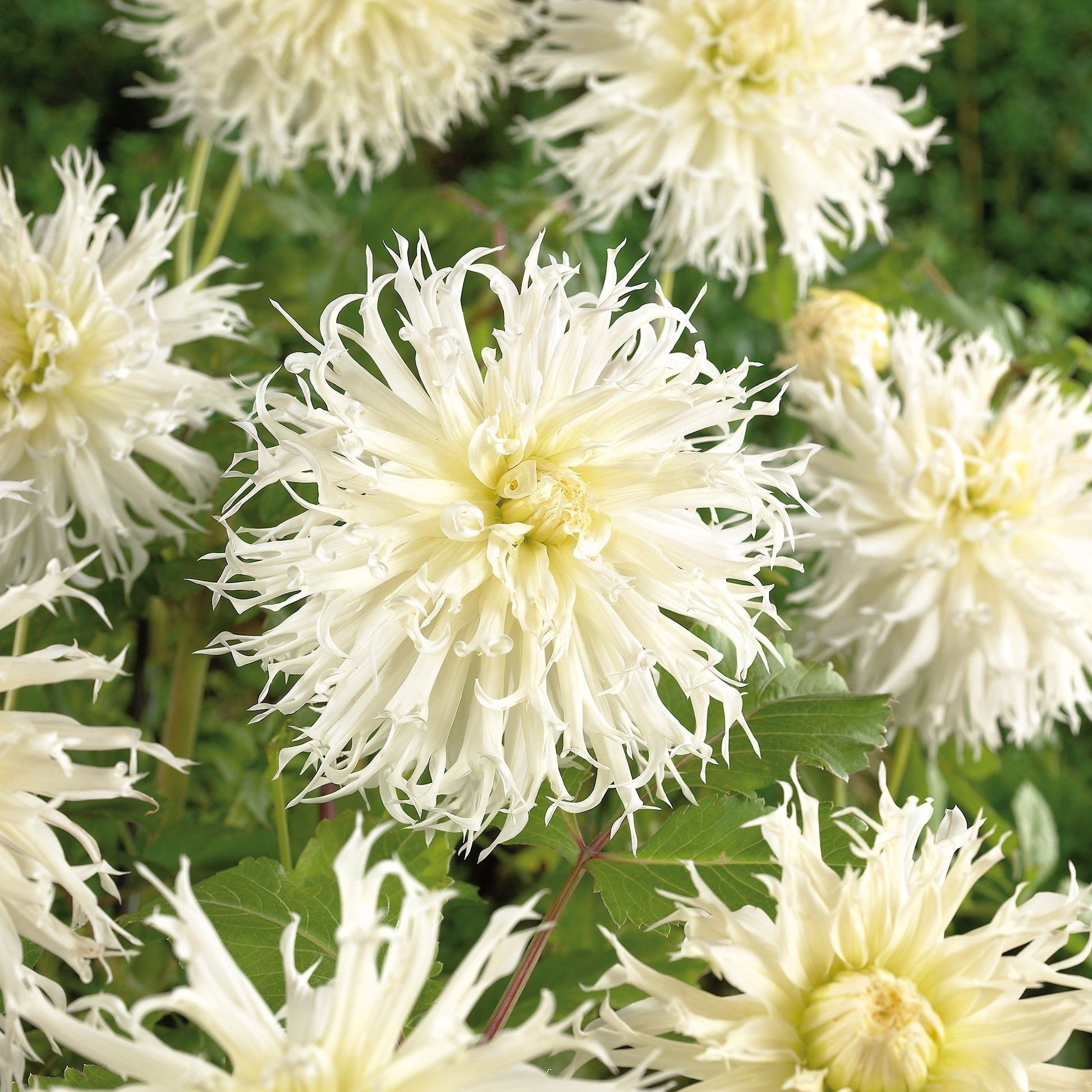 Daalia 'Tsuki - yori - no - shisha'