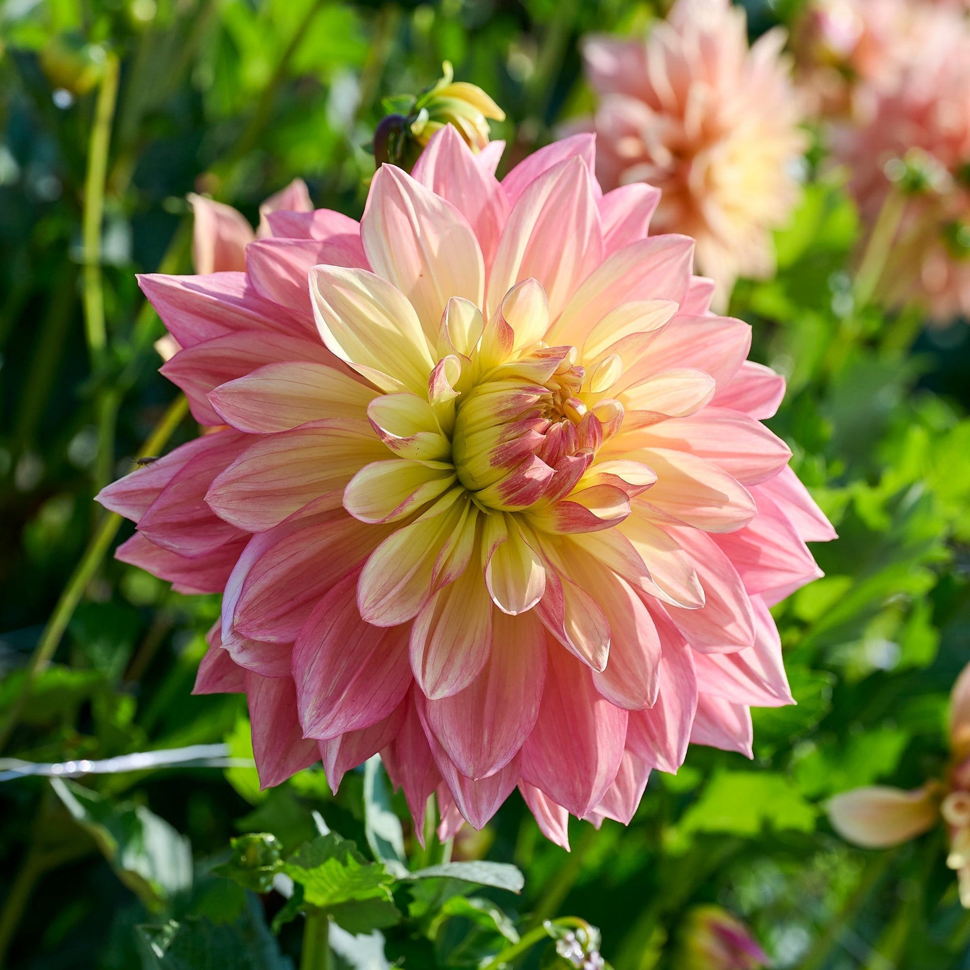 Daalia 'Wanda's Aurora'