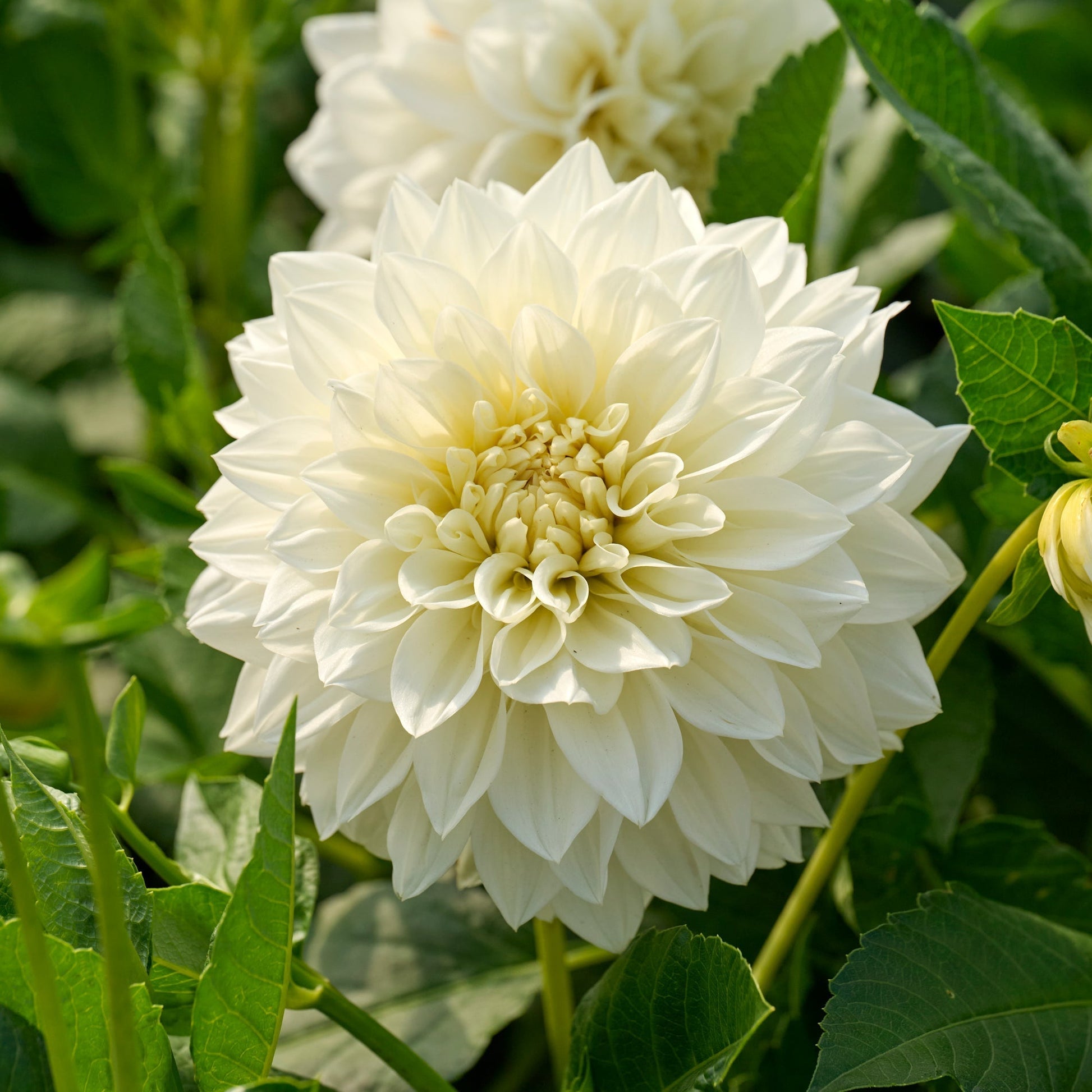 Daalia 'White Perfection'
