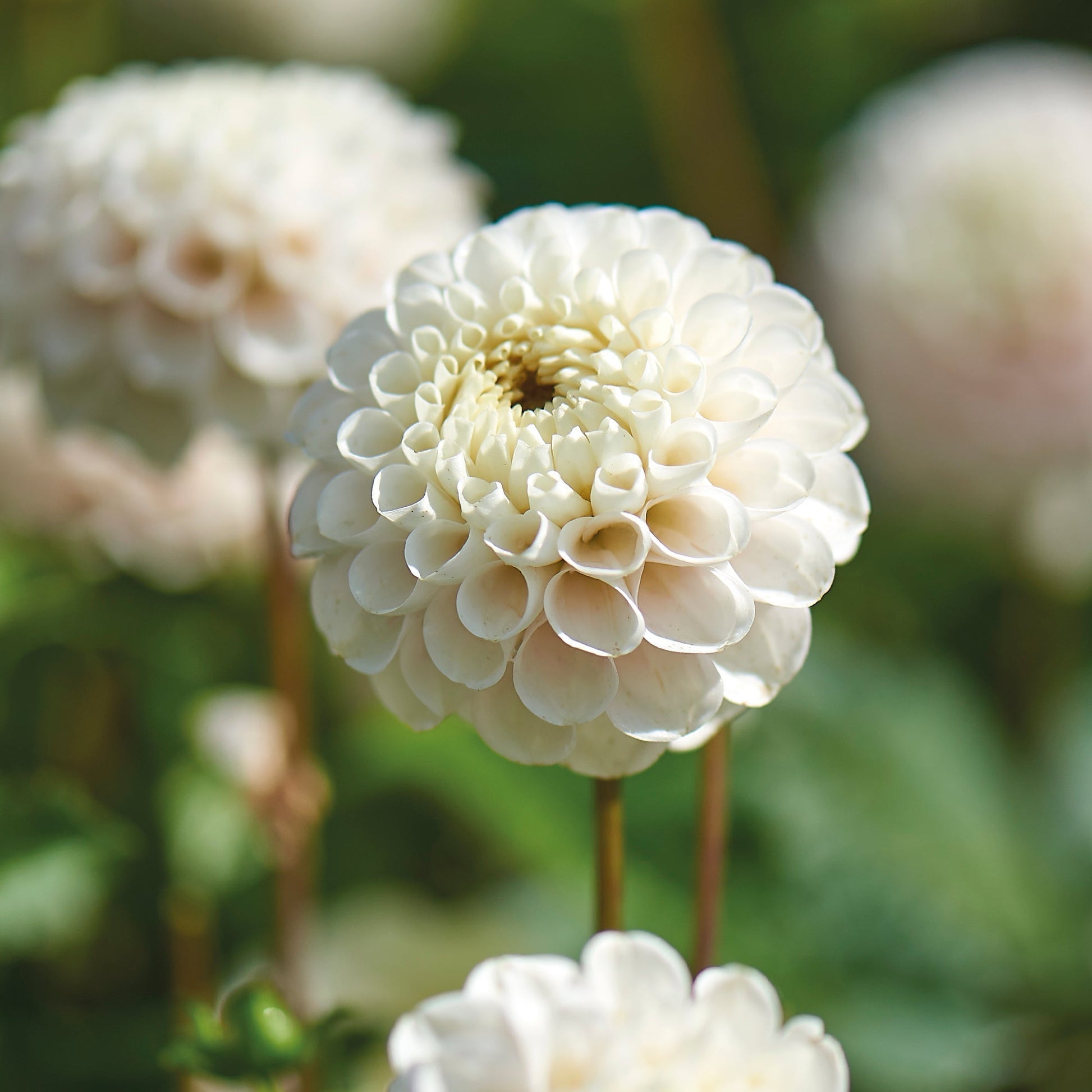 Daalia 'White Wizard'