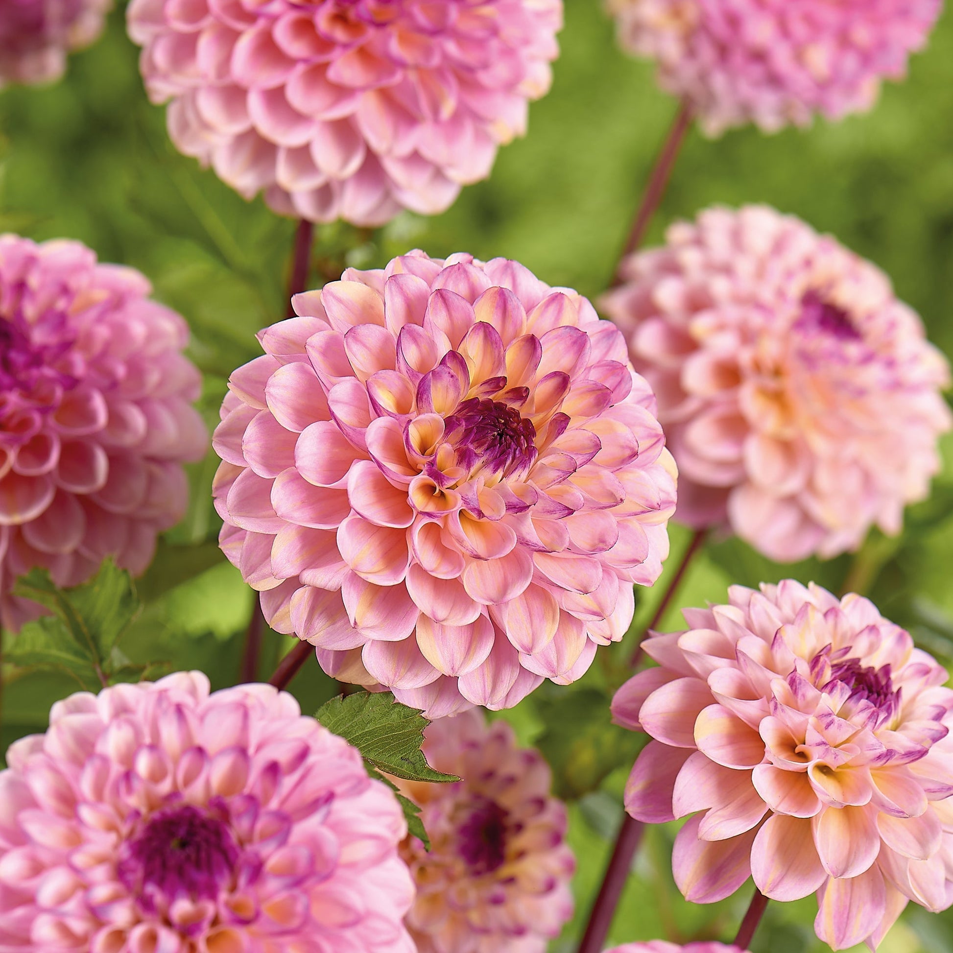 Daalia 'Wine Eyed Jill'