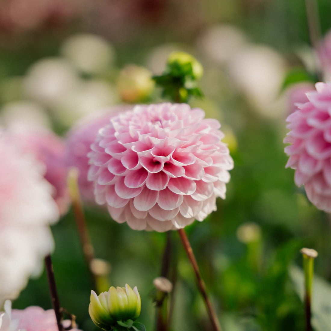 Daalia 'Wizard of Oz'