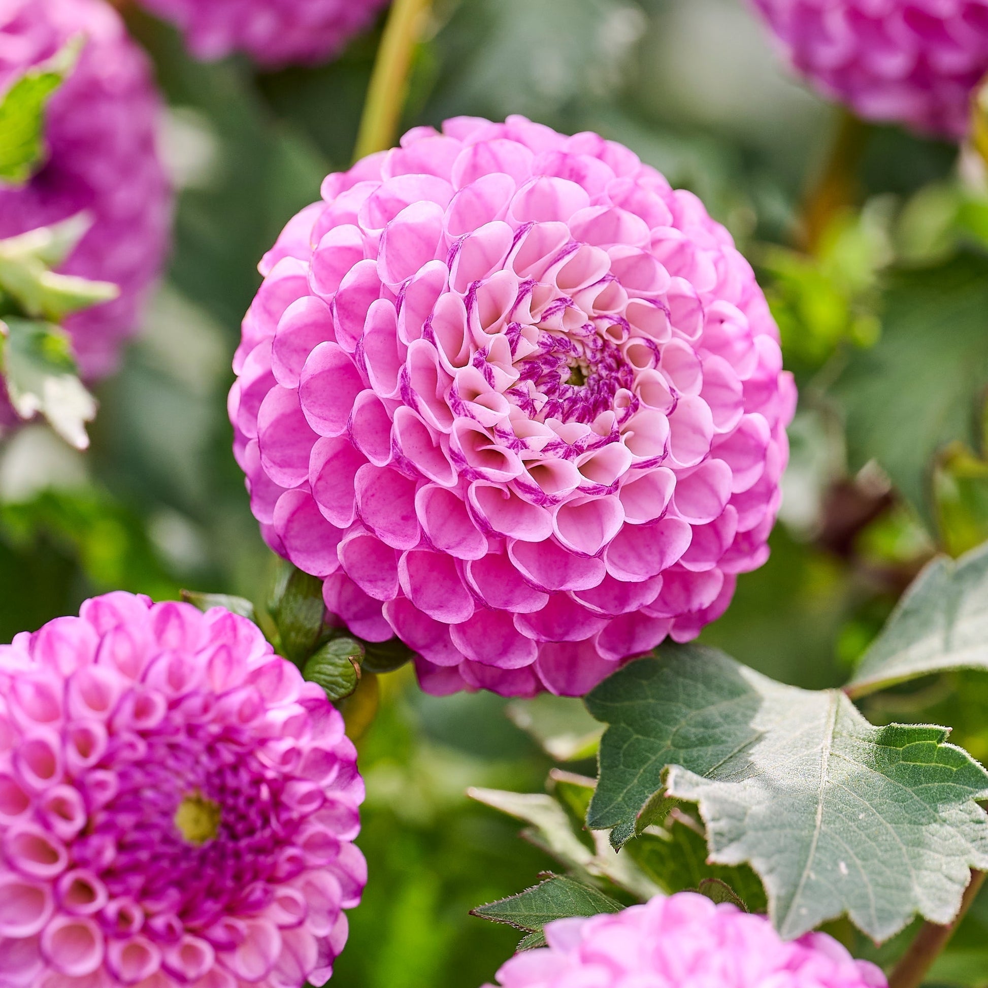 Daalia 'Zippity Do da'