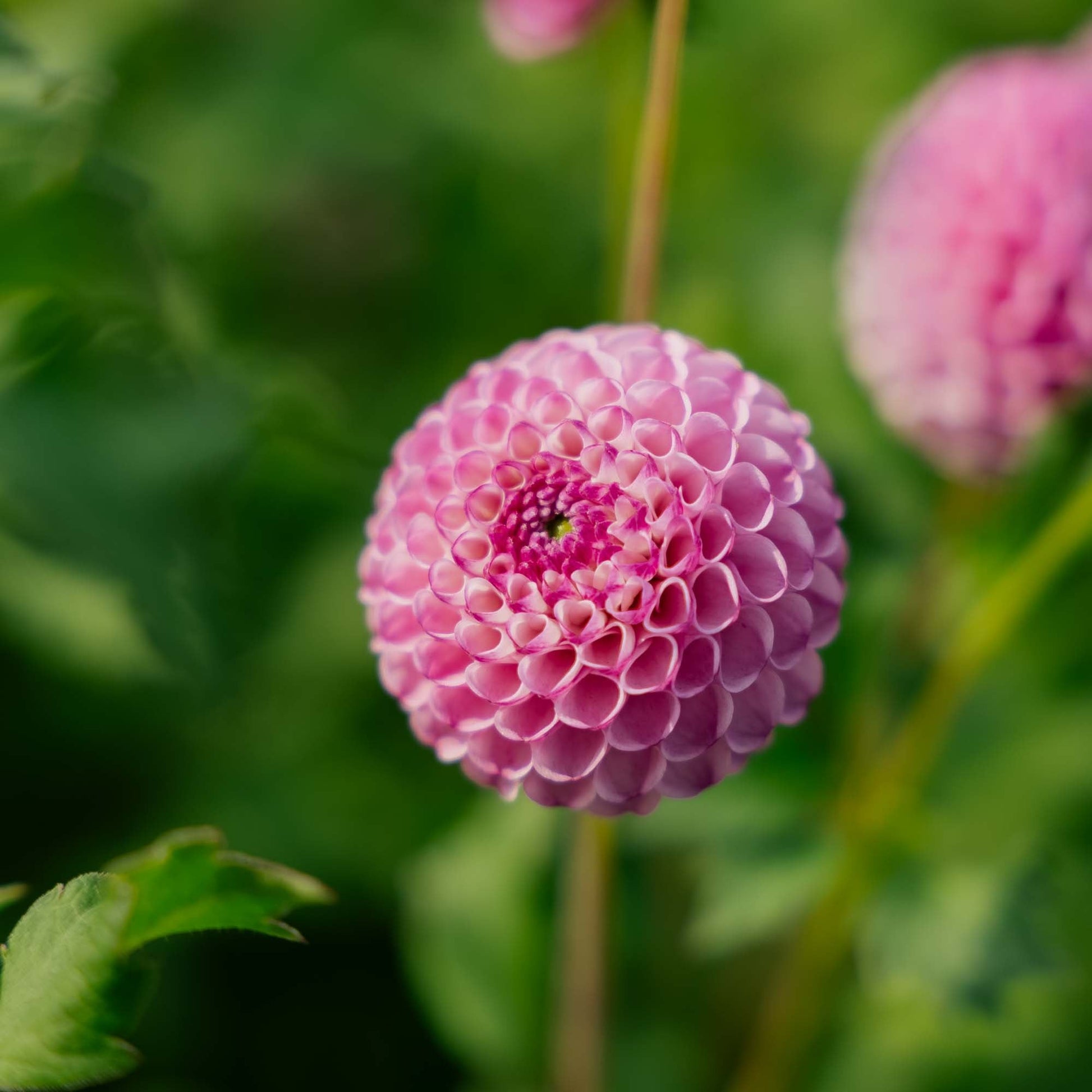 Daalia 'Zippity Do da'