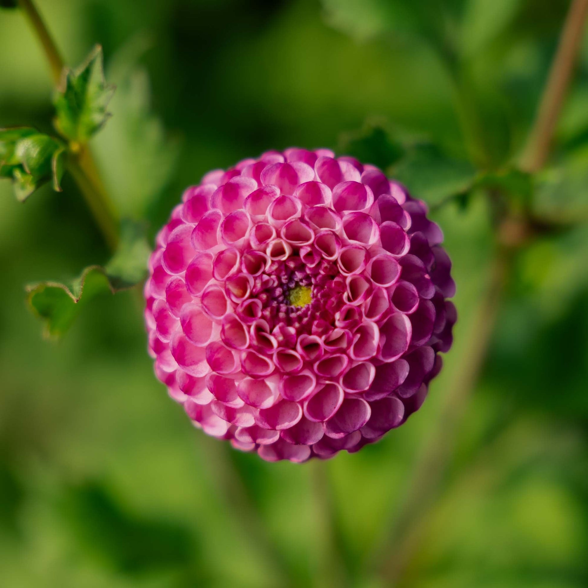 Daalia 'Zippity Do da'