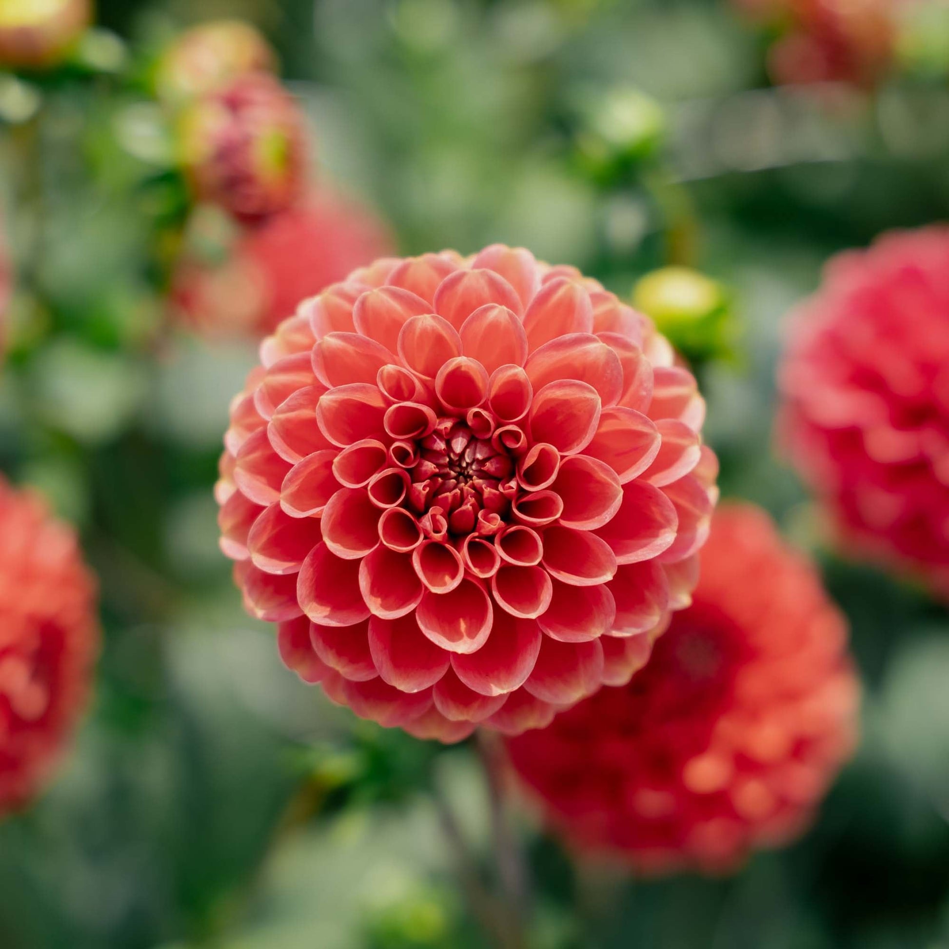 Daalia 'Zundert Mystery Fox'