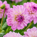 Daaliaseos 'All pink mix'
