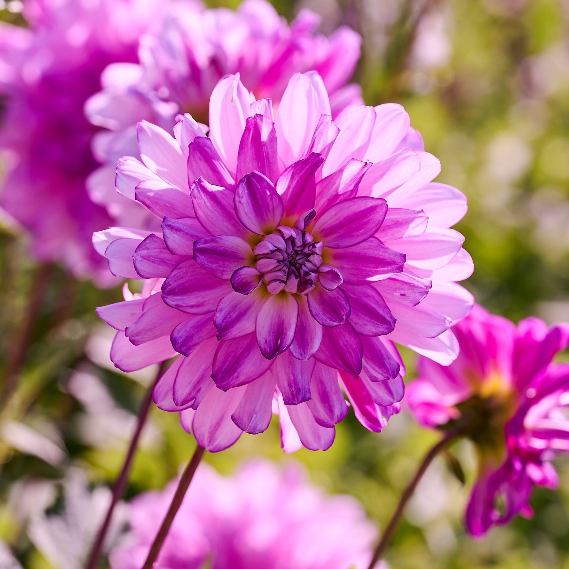 Daaliaseos 'All pink mix'