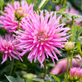 Daaliaseos 'All pink mix'
