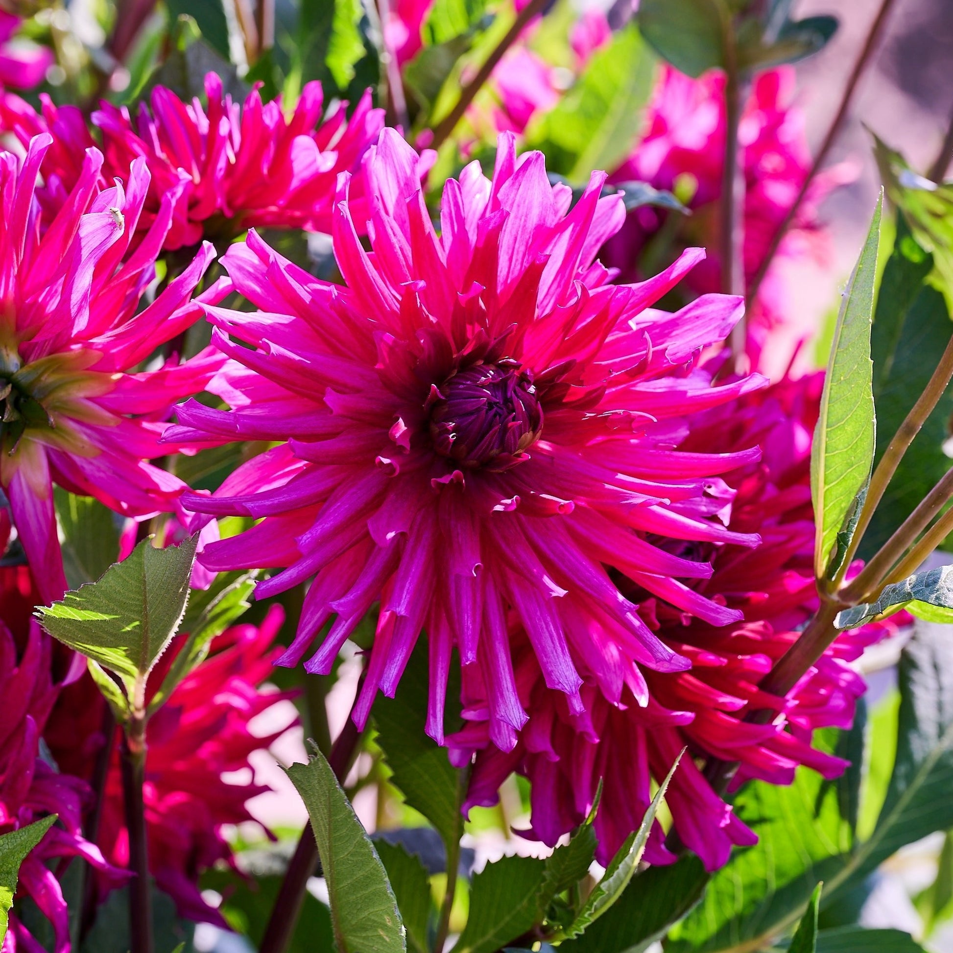 Daaliaseos 'All purple mix'