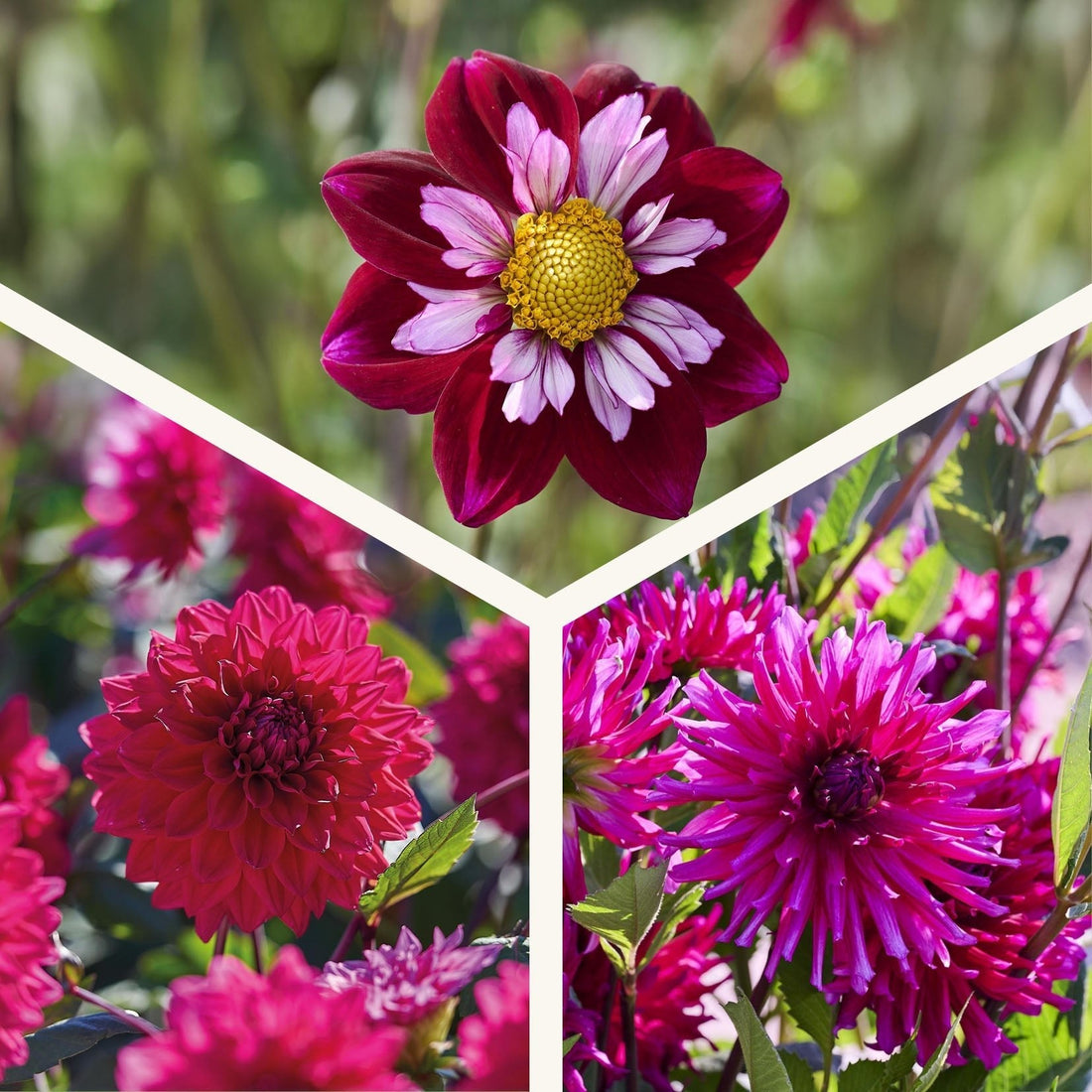 Daaliaseos 'All purple mix'