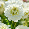 Daaliaseos 'All white mix'