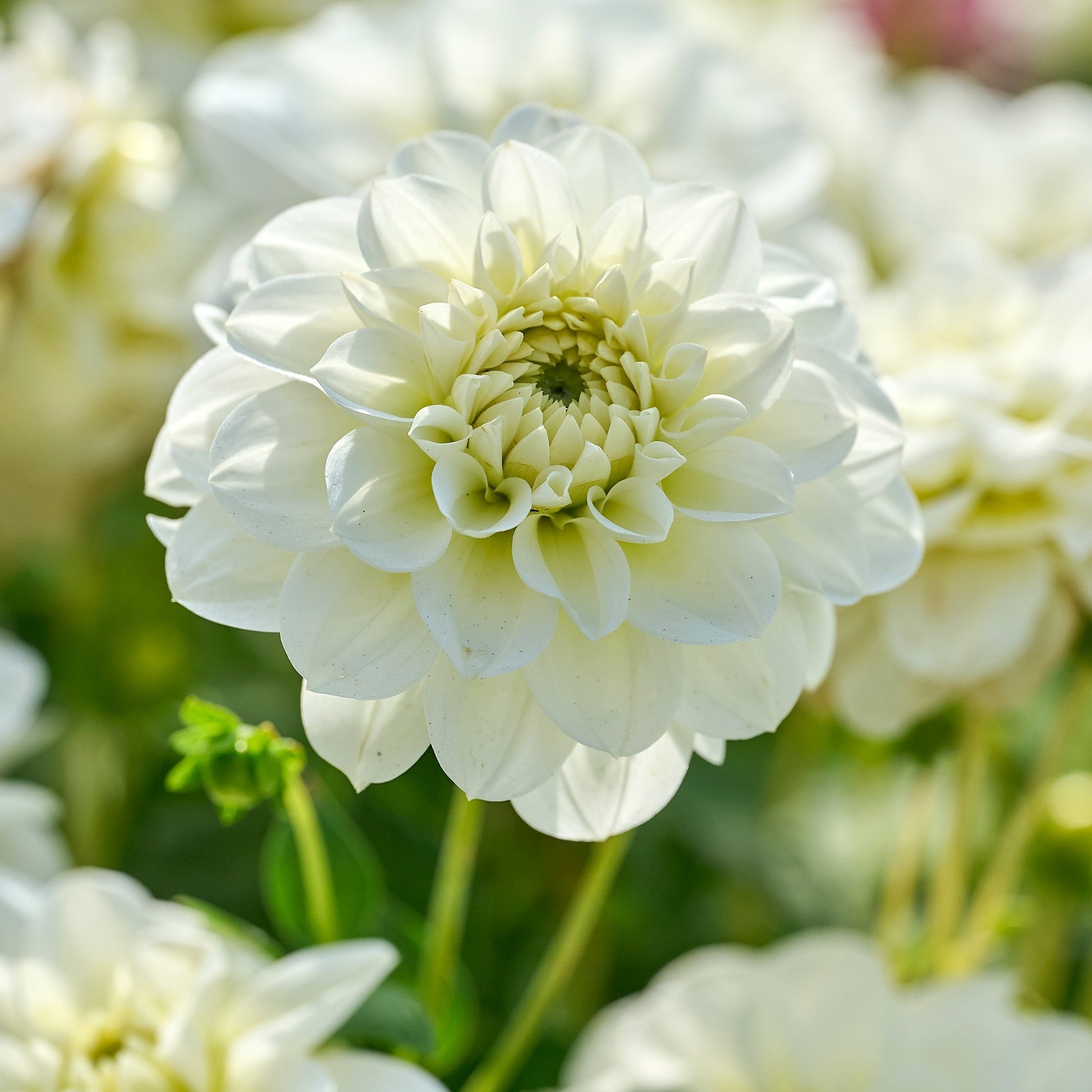 Daaliaseos 'All white mix'