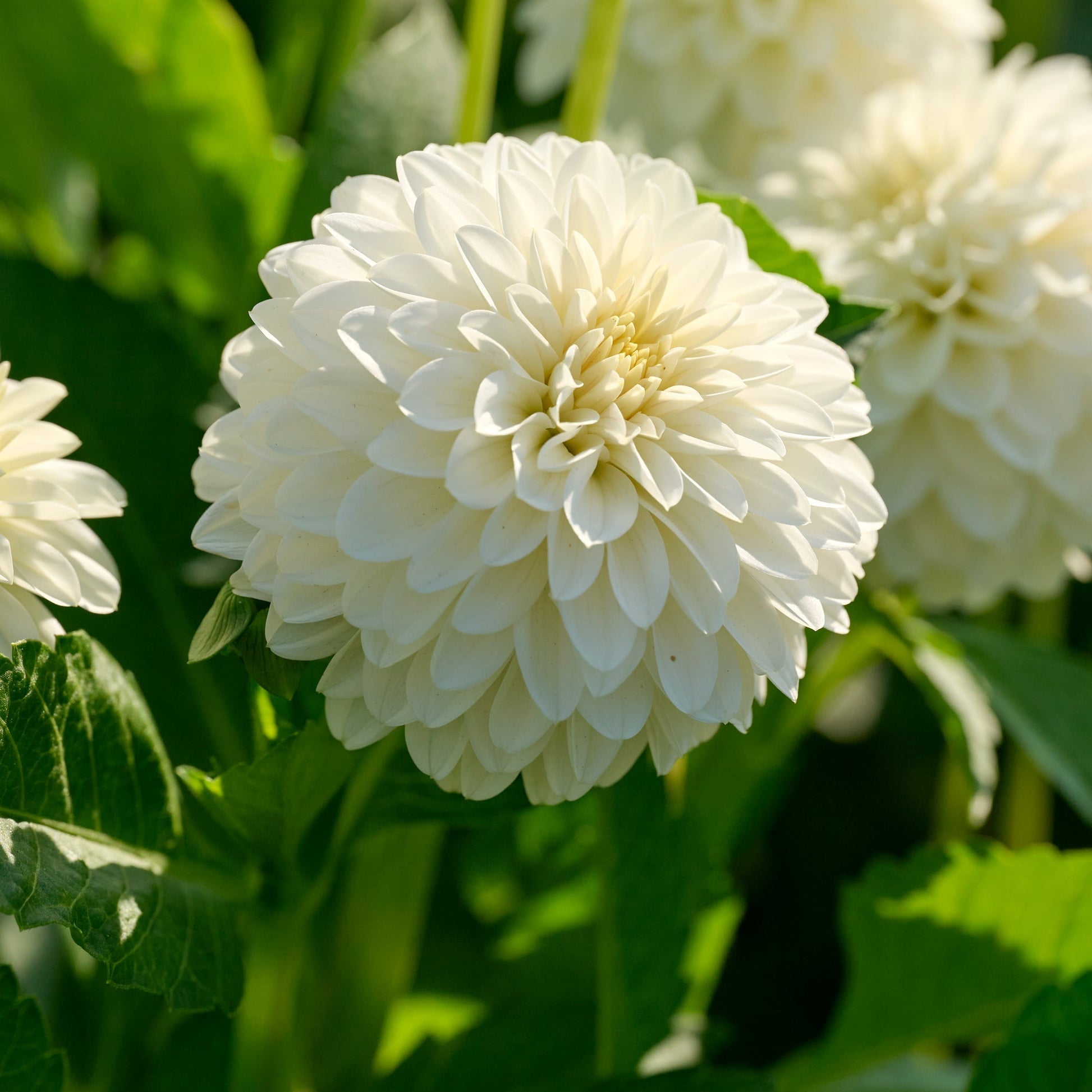 Daaliaseos 'All white mix'