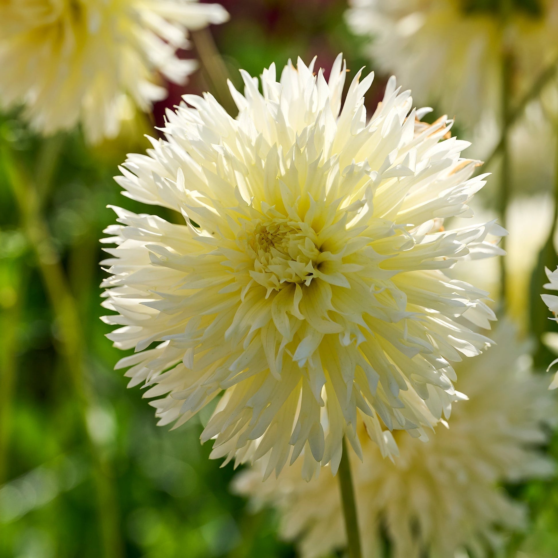 Daaliaseos 'All white mix'