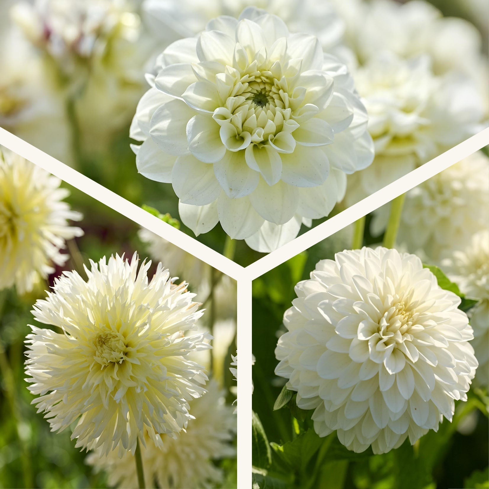 Daaliaseos 'All white mix'