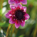 Daaliaseos 'Anemone mix'