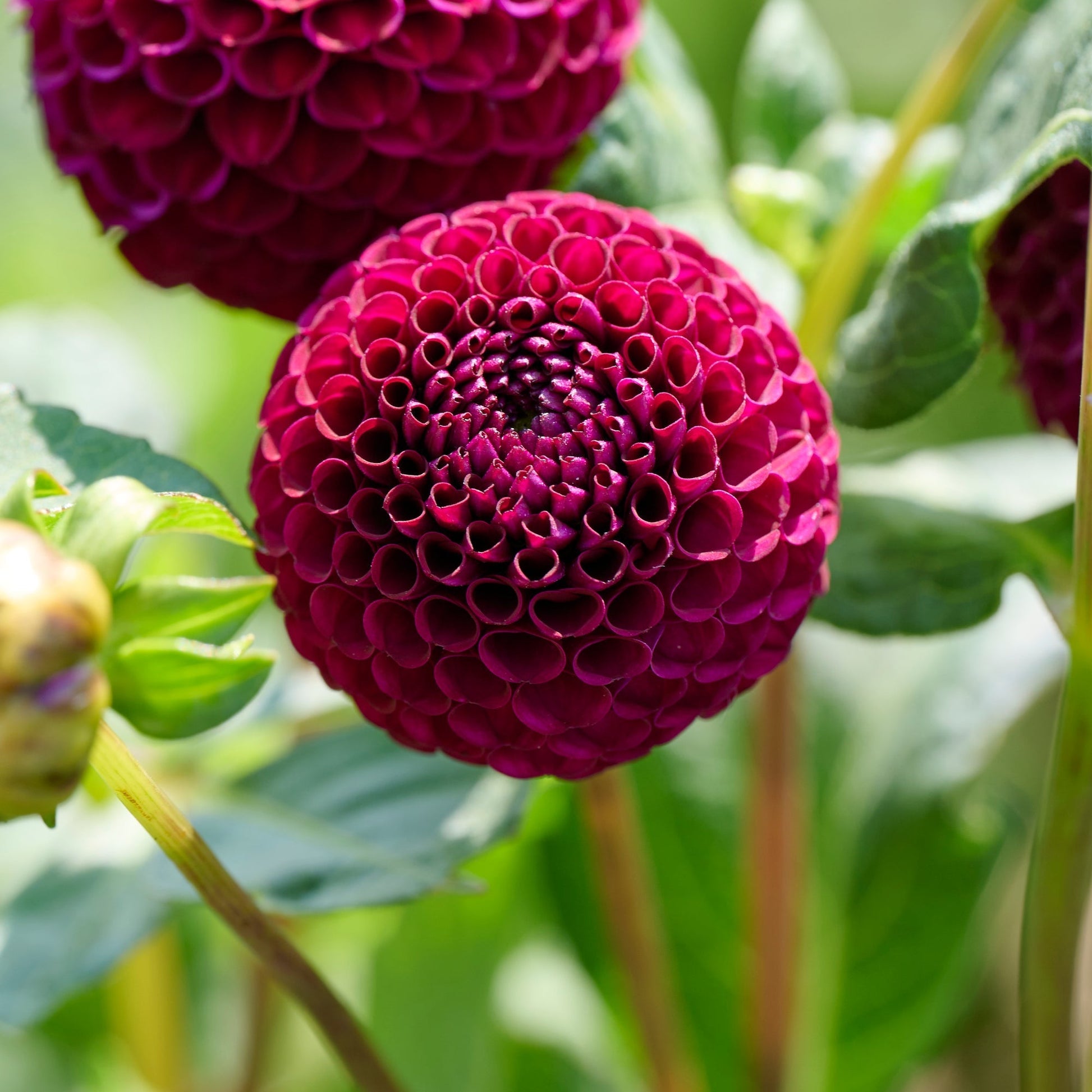 Daaliaseos 'Ball Daaliaseos'