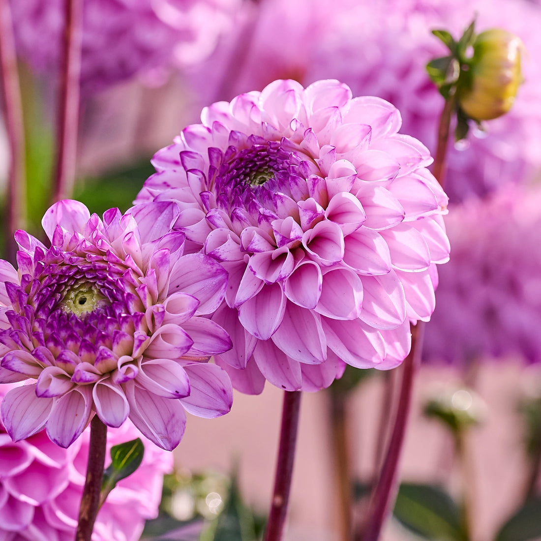 Daaliaseos 'Ball Mix'