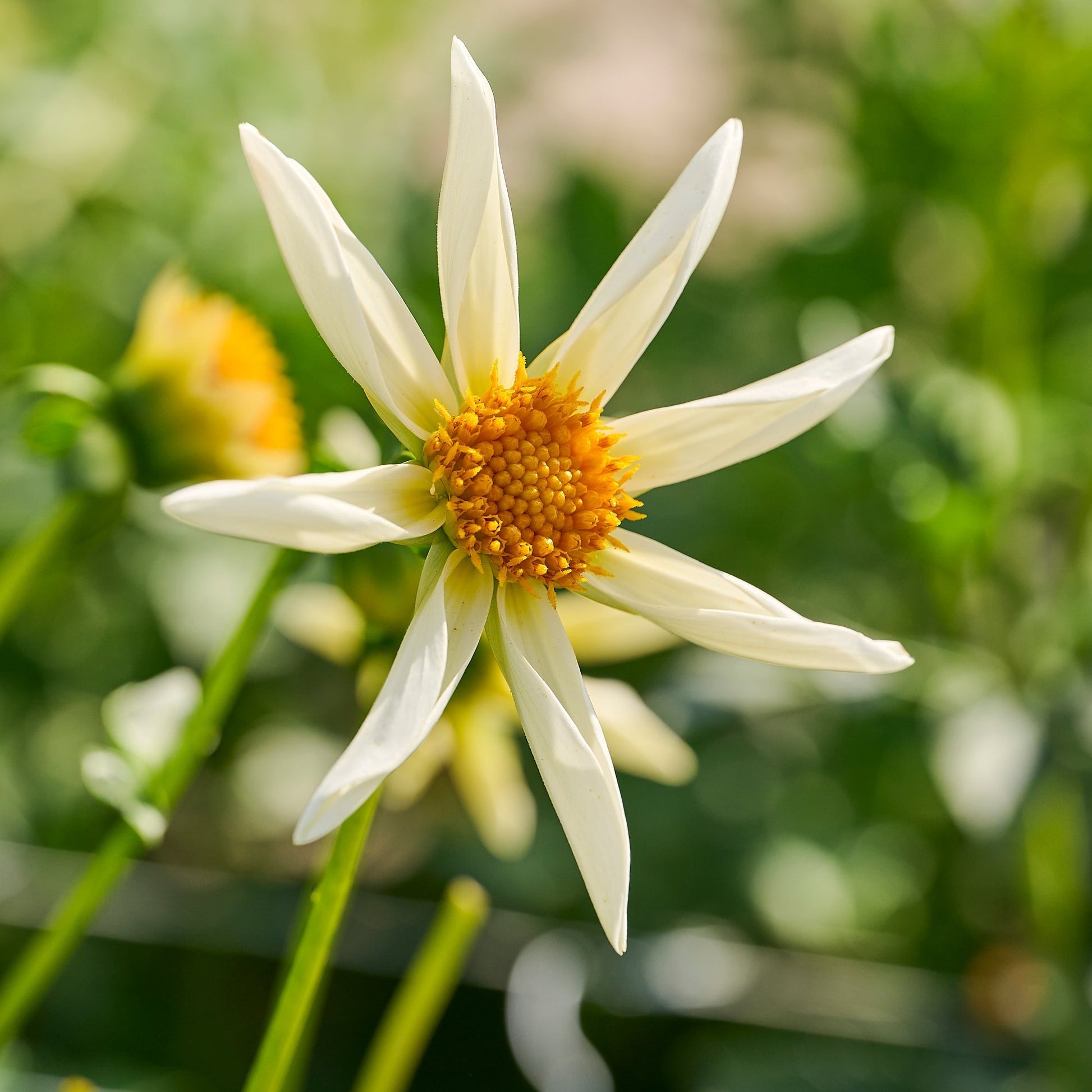 Daaliaseos 'Dahlia Honka mix'