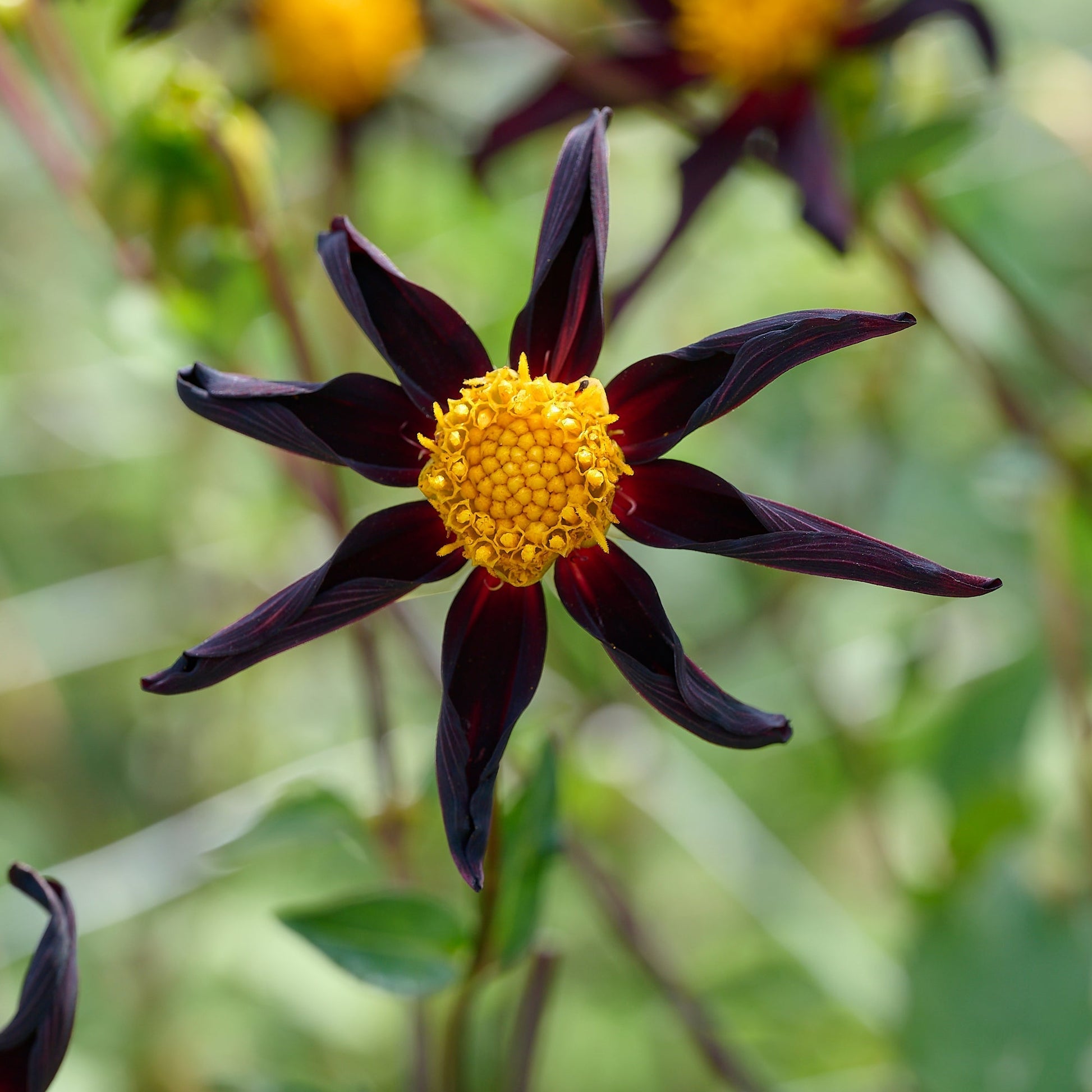 Daaliaseos 'Dahlia Honka mix'