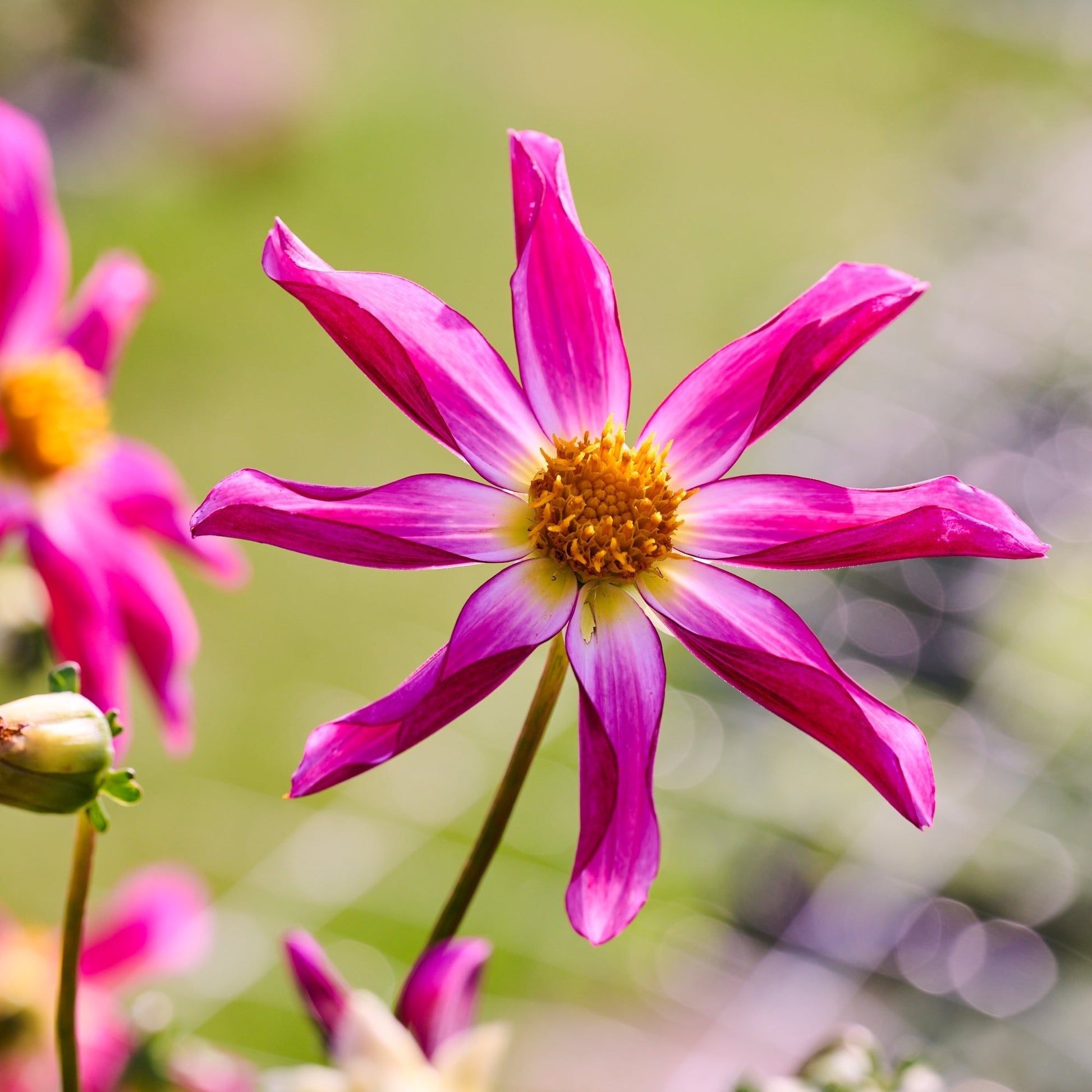 Daaliaseos 'Dahlia Honka mix'