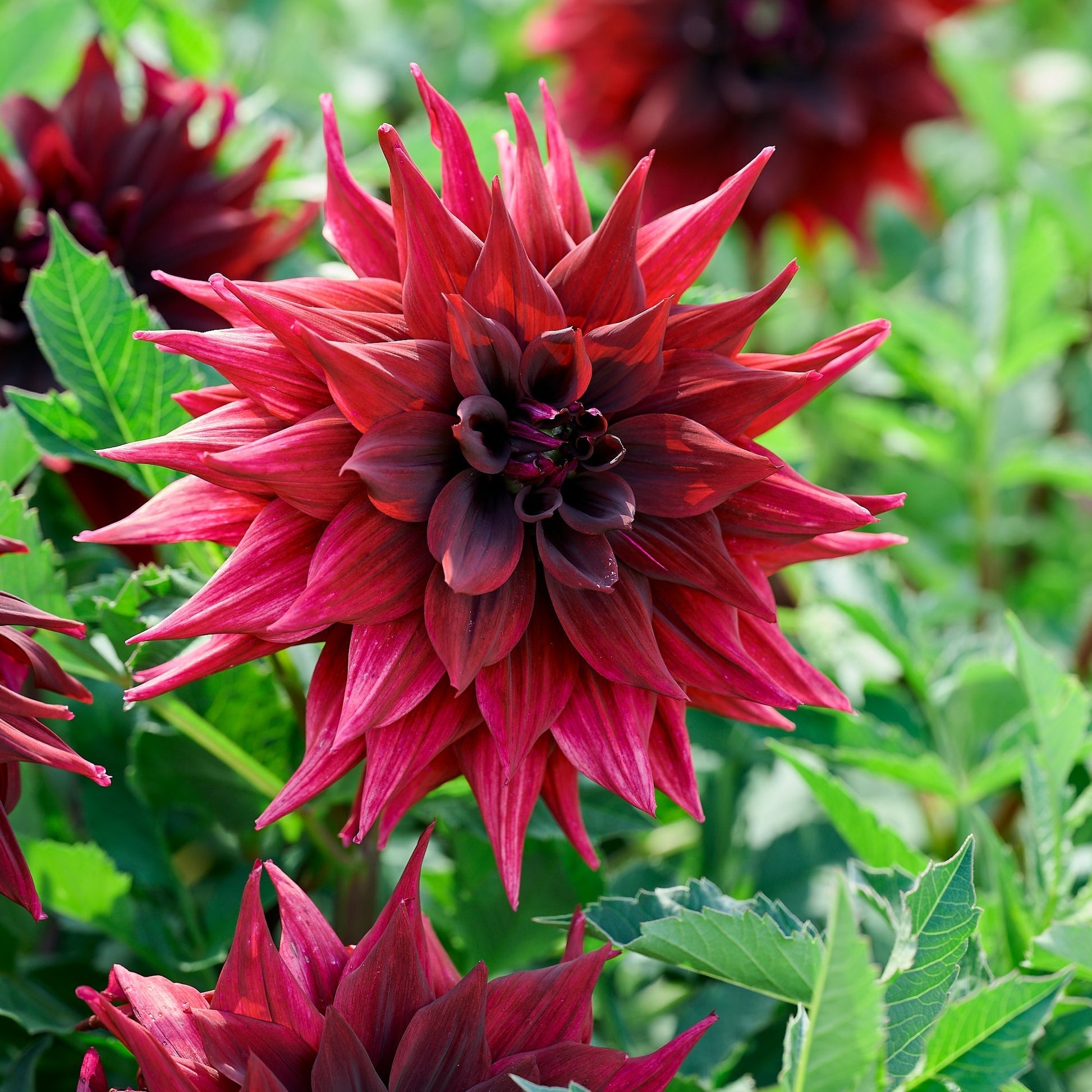 Daaliaseos 'Dark mix'