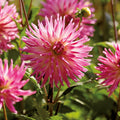Daaliaseos 'Pink/White mix'