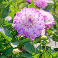 Daaliaseos 'Pink/White mix'
