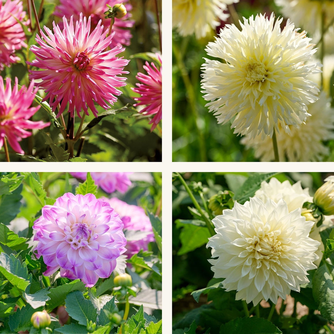 Daaliaseos 'Pink/White mix'