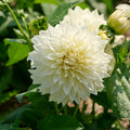 Daaliaseos 'Pink/White mix'