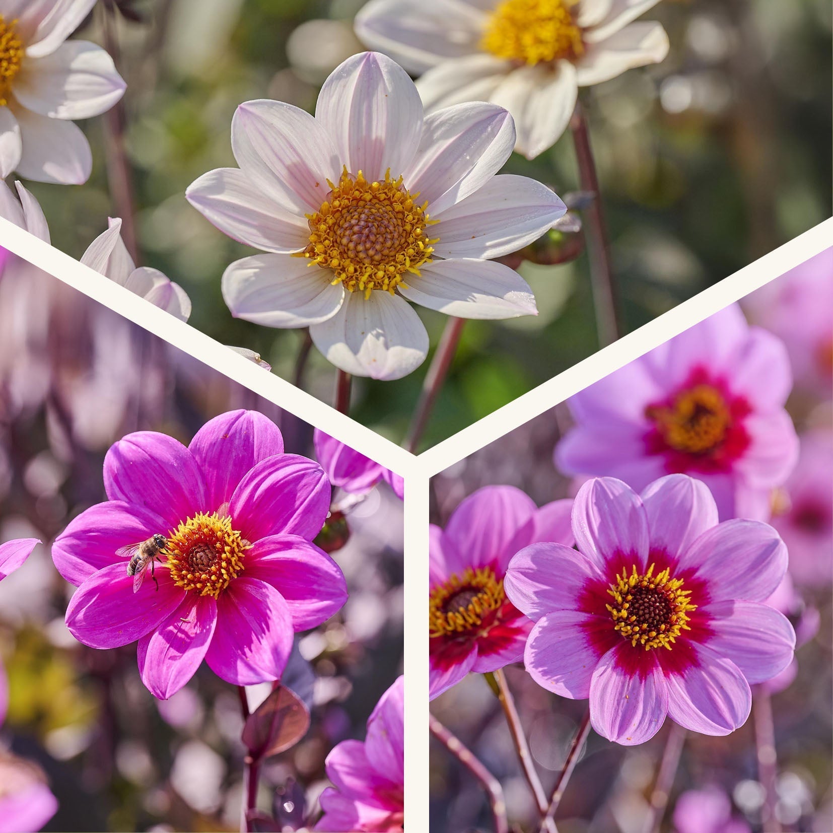 Daaliaseos 'Single Daaliaseos'