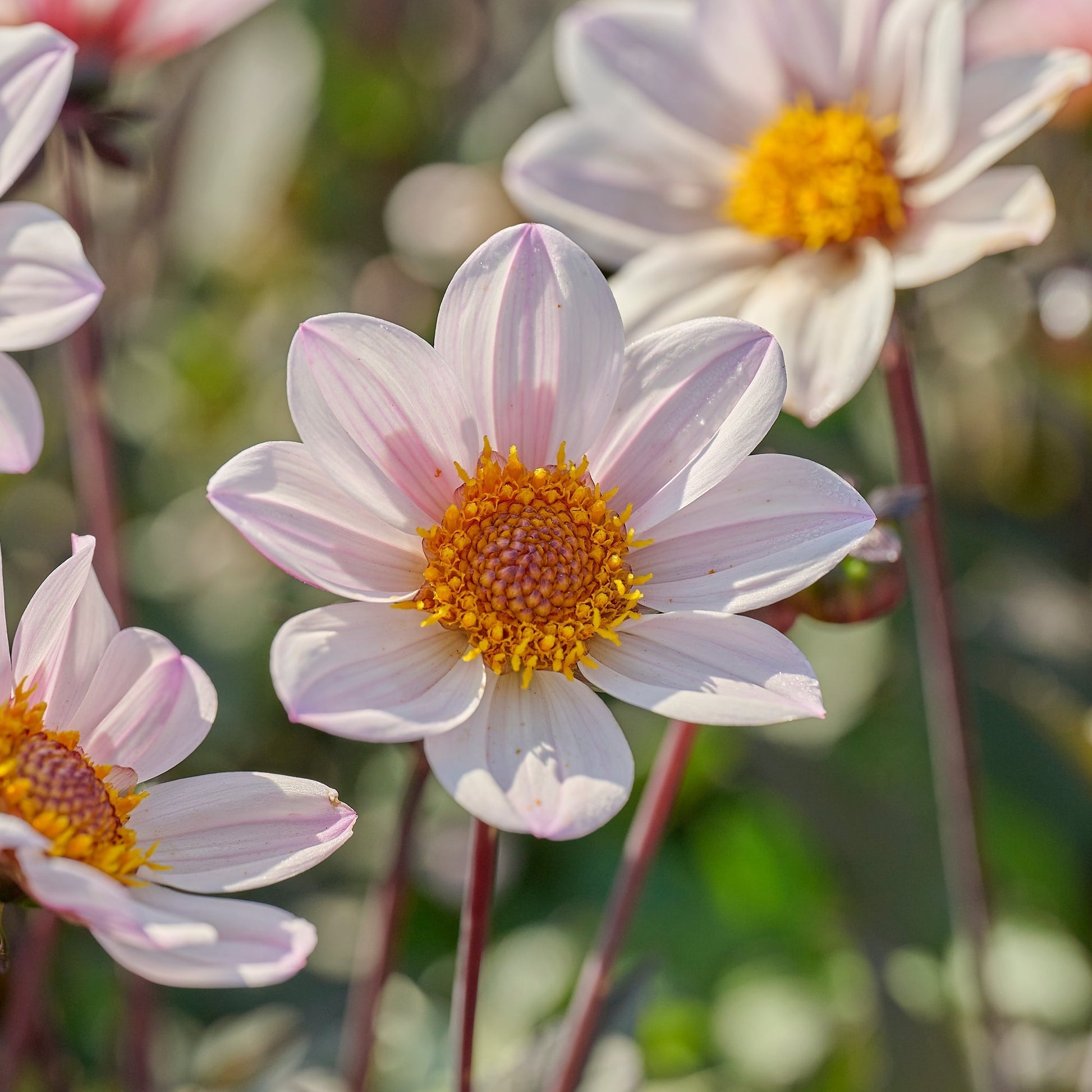 Daaliaseos 'Single Daaliaseos'