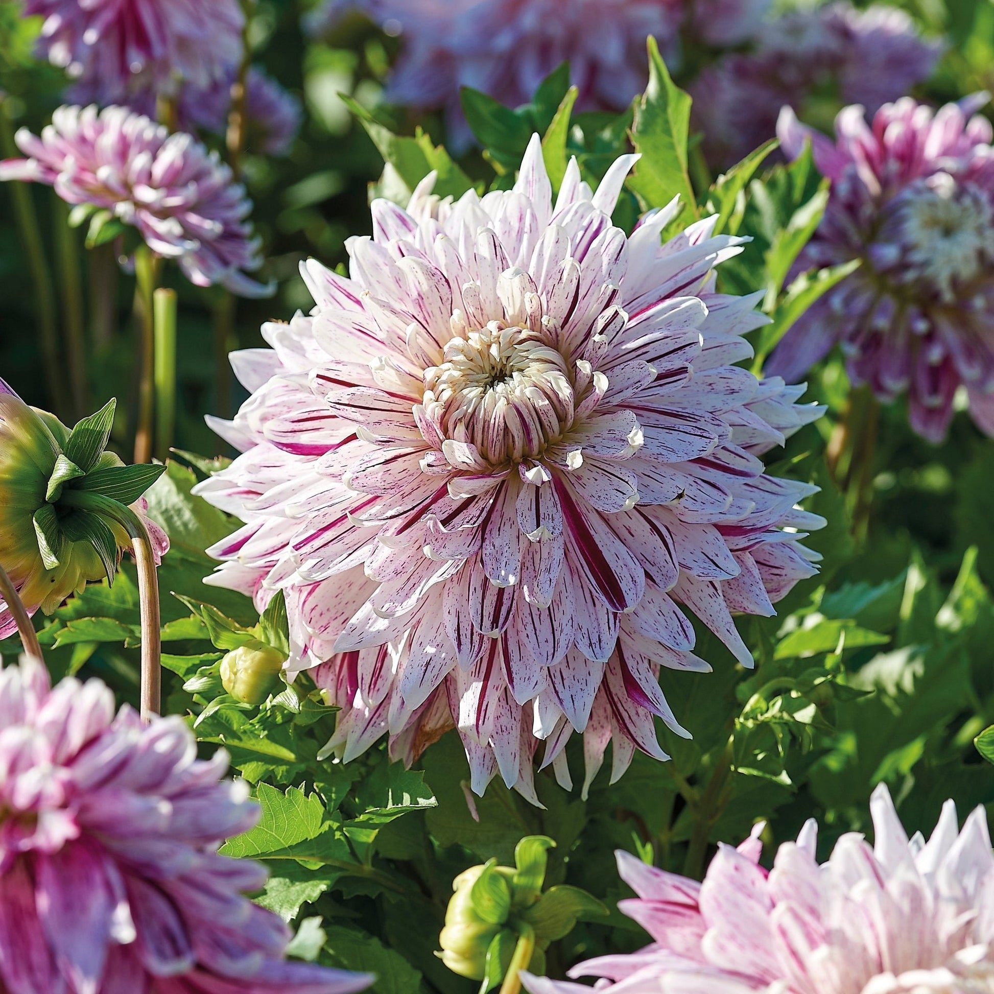 Daaliaseos 'Striped mix'