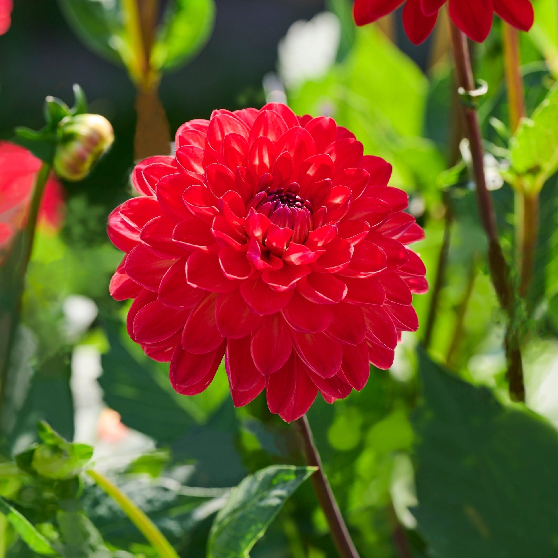 Daaliaseos 'Sunrise mix'