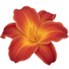 Päivänlilja paljasjuuritaimet / Hemerocallis