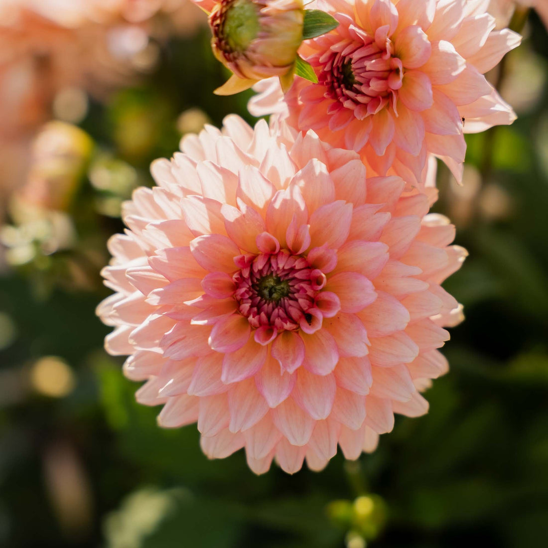 Daalia 'Gallery Leonardo'