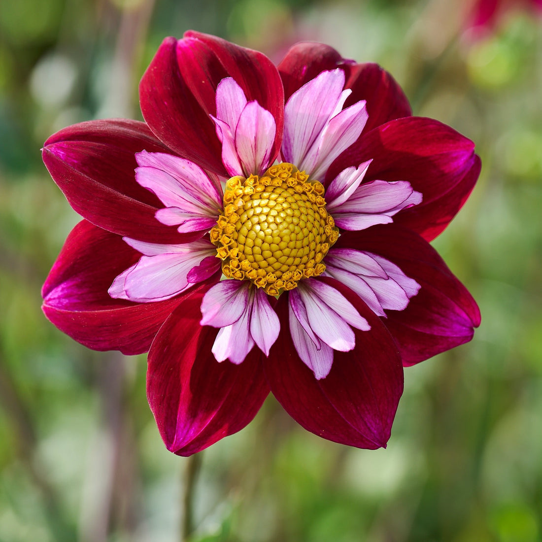 Daaliaseos 'All purple mix'