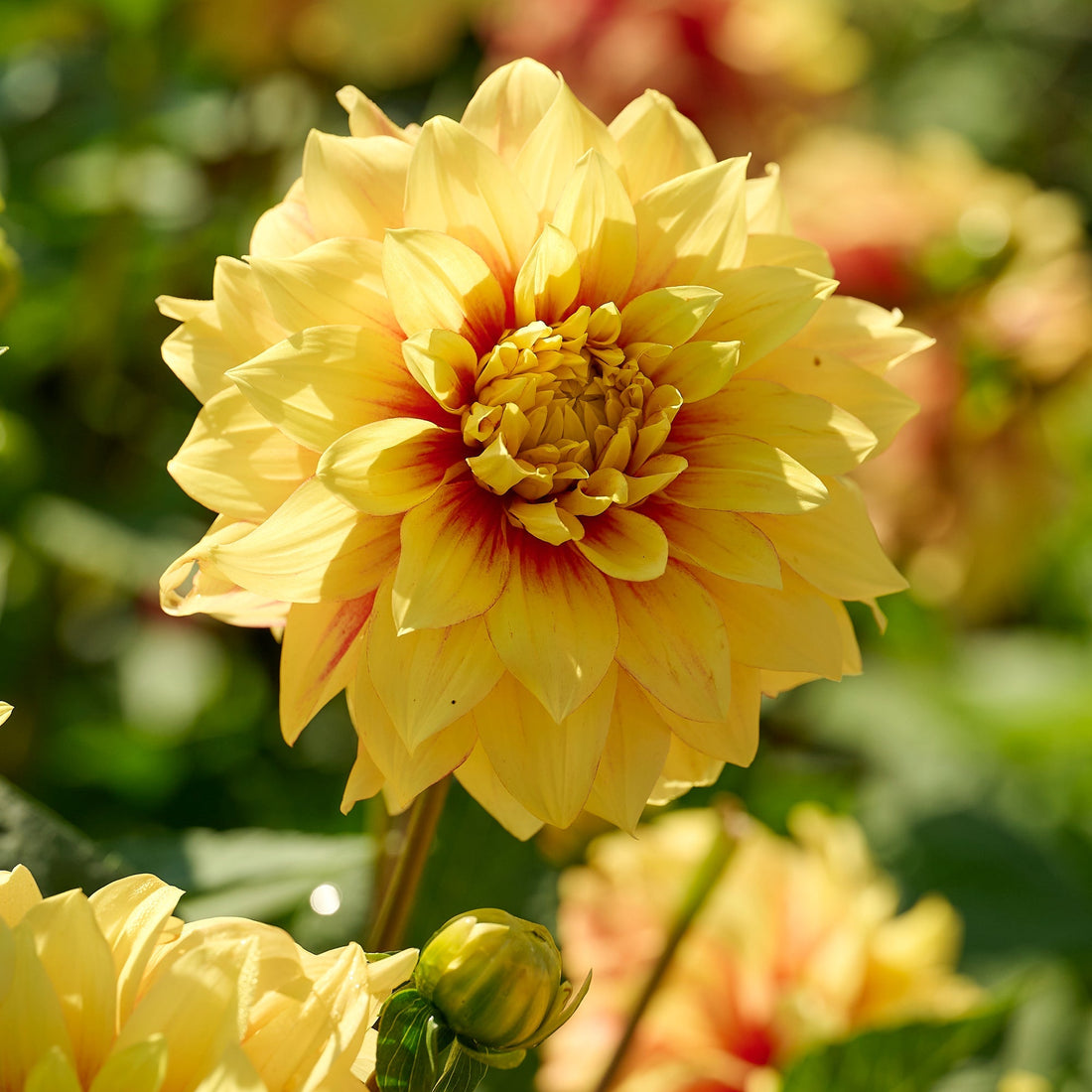 Daaliaseos 'All yellow mix'