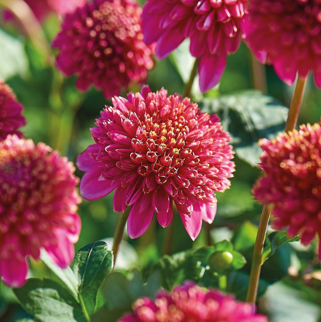 Daaliaseos 'Anemone mix'