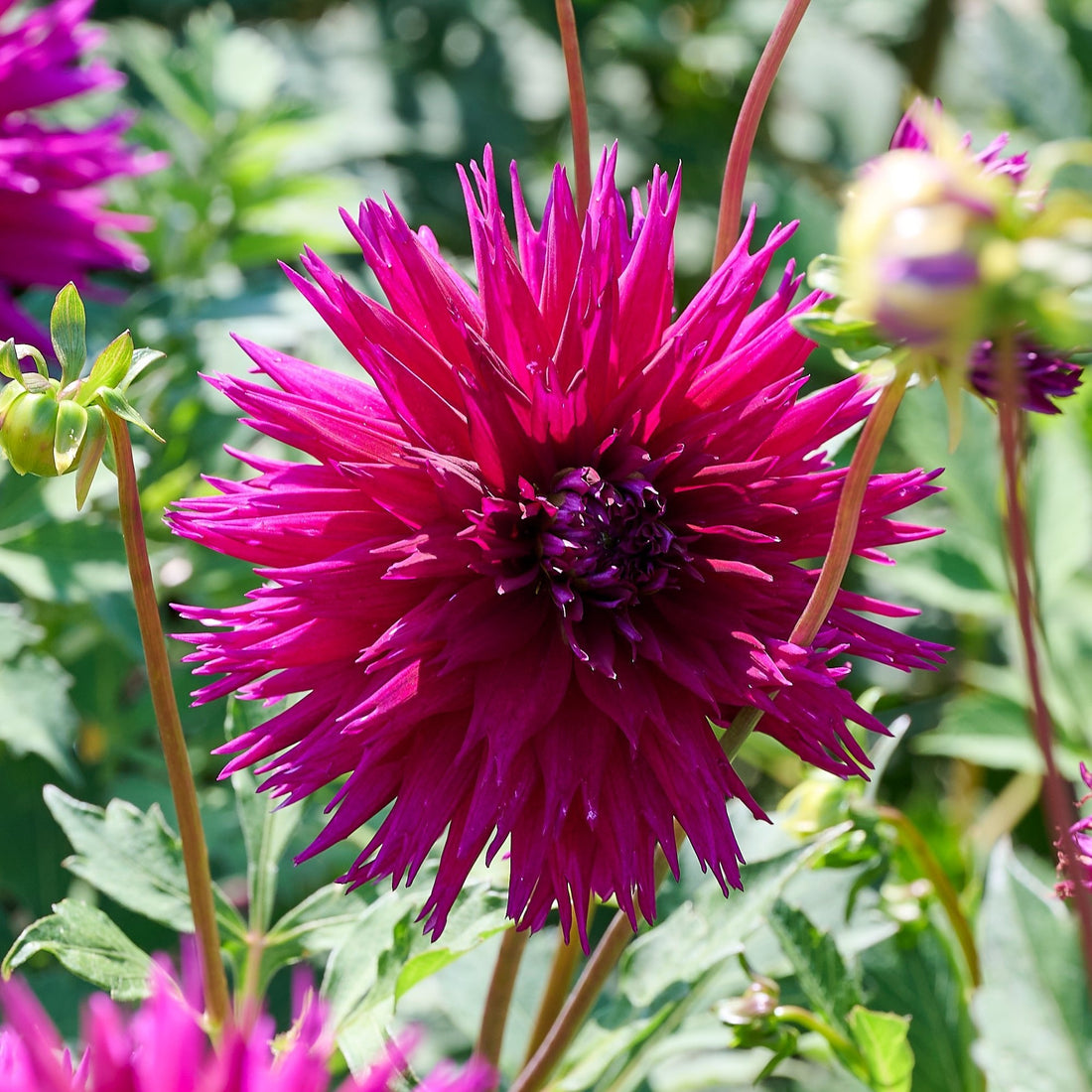Daaliaseos 'Frimbiata mix'
