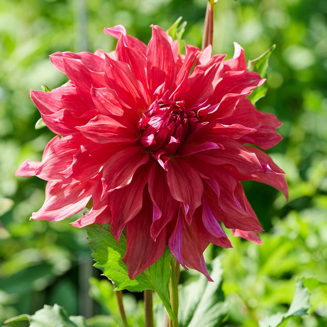 Daaliaseos 'Large flowering Mix'