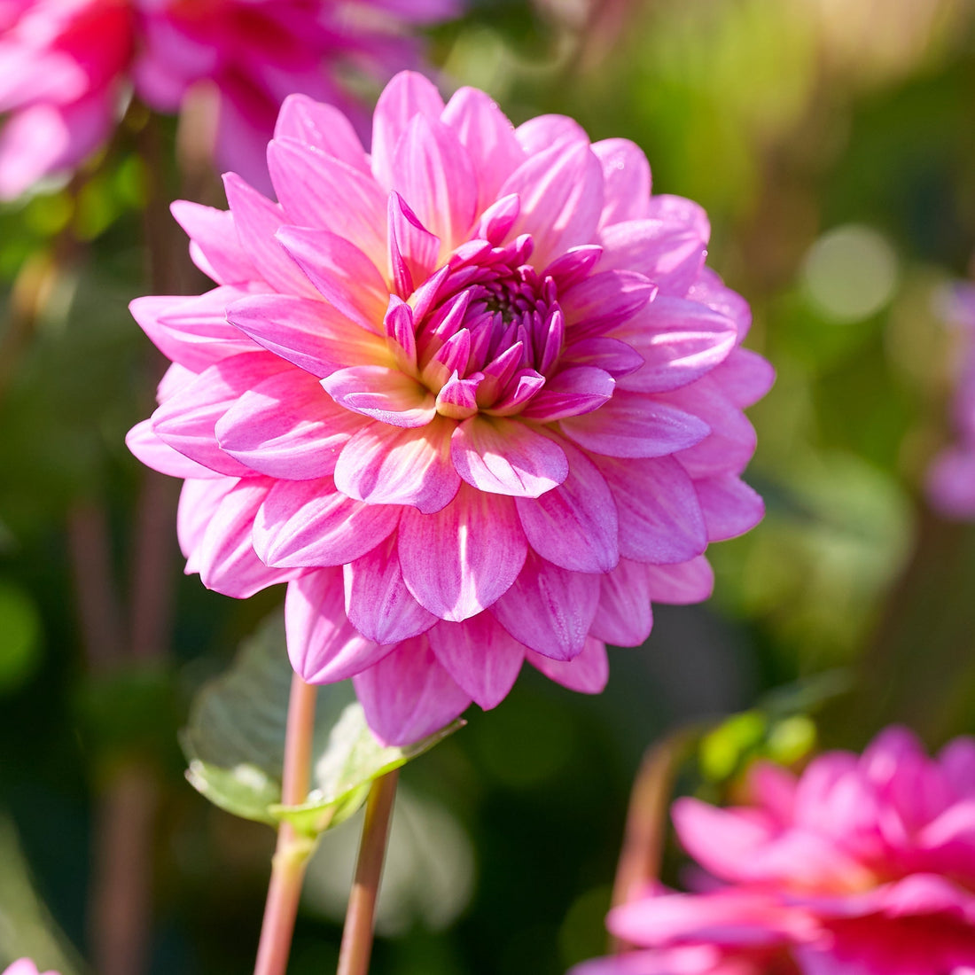 Daaliaseos 'Purple mix'