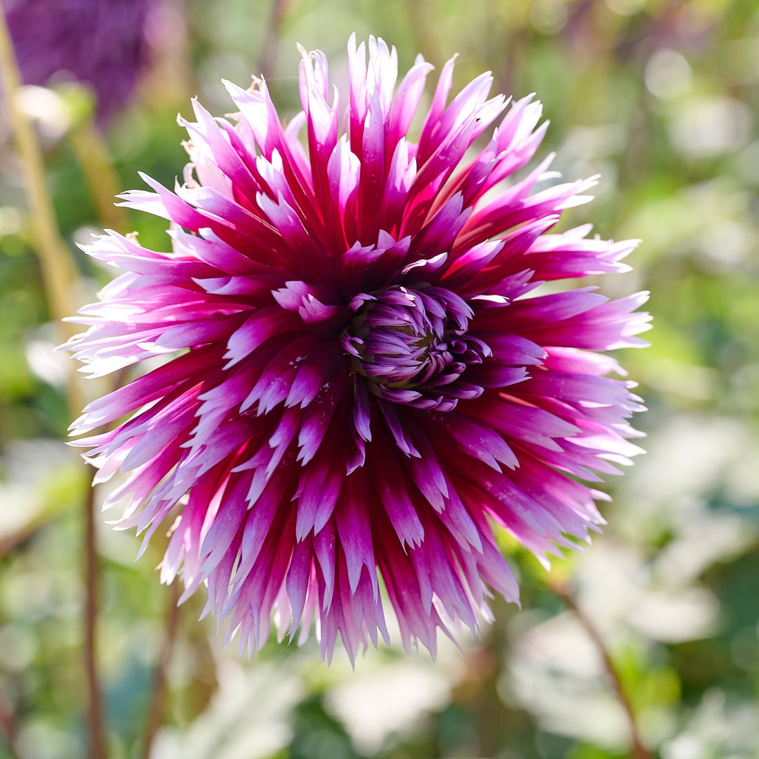 Daaliaseos 'Touch of white'