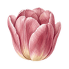 Tulppaanit