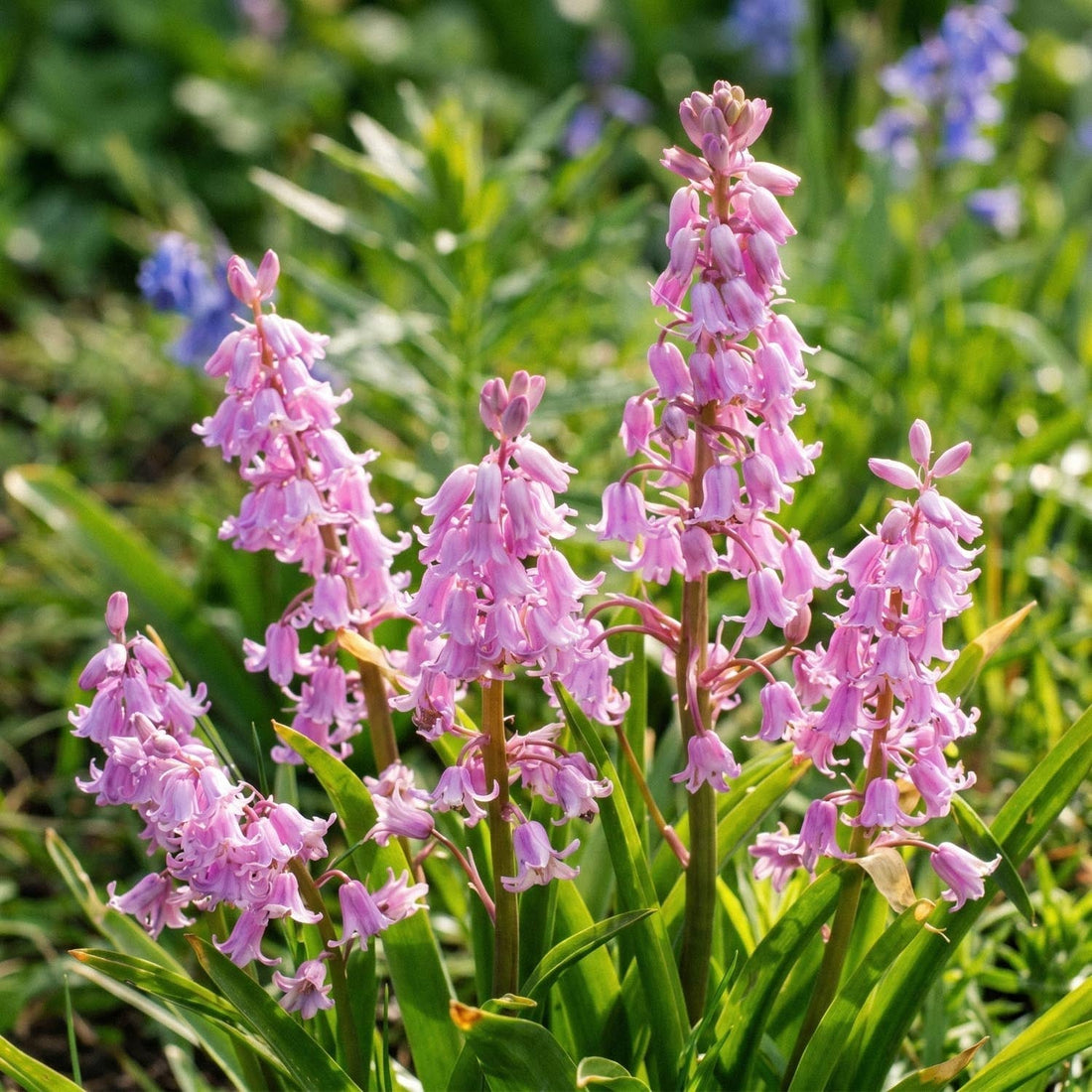 Englanninsinililja, Hyacinthoides 'Queen of the Pinks'